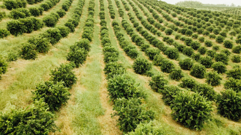 Selling Farm Land Complete Insights for Farmers, Investors, and Communities